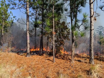 Controlled fire in long leaf pine stand